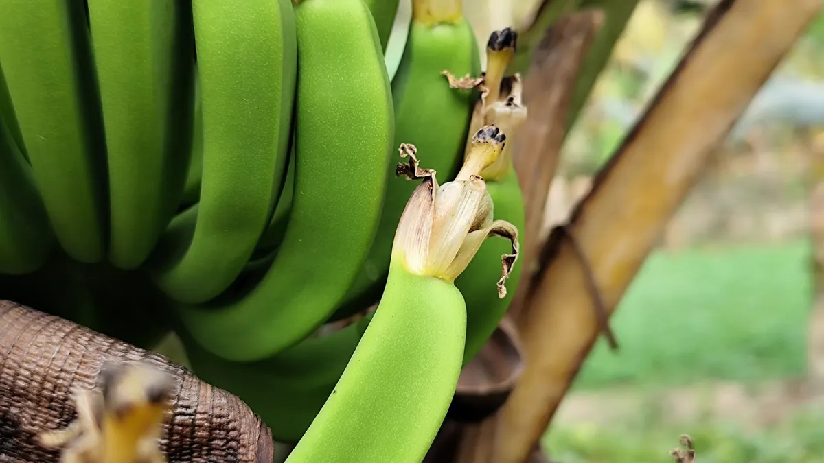 Banane pour bébé : introduction dès 4-6 mois