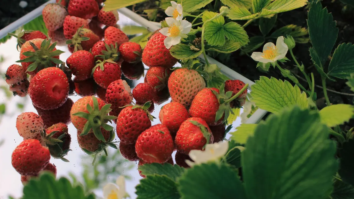 Fraise pour bébé : introduction dès 4-6 mois