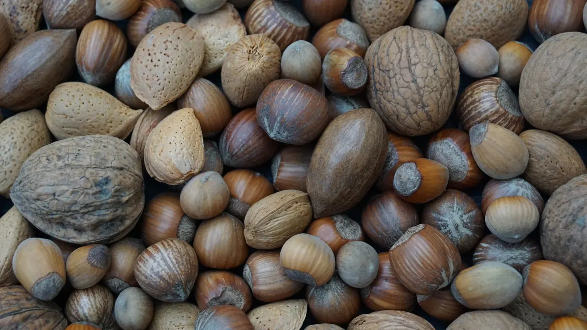 Fruits à coque en poudre pour bébé : introduction dès 4-6 mois