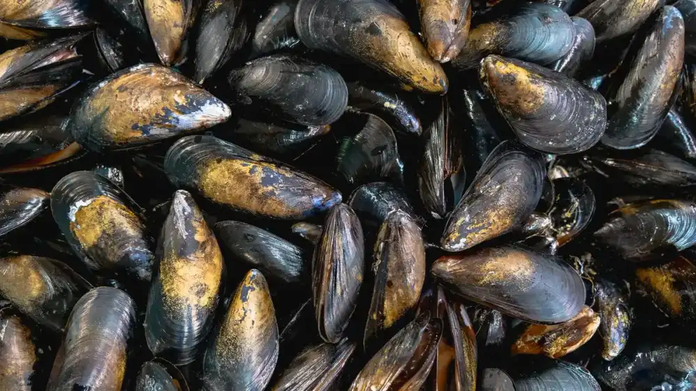 Moules : oui, à condition pendant la grossesse