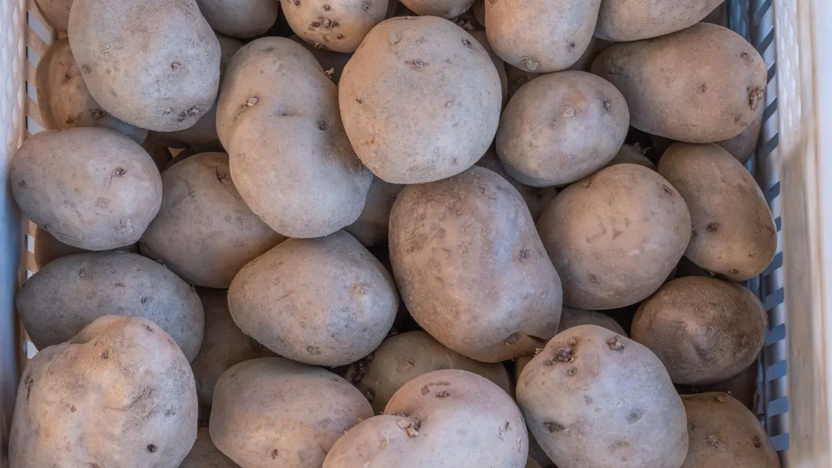 Pomme de terre pour bébé : introduction dès 4-6 mois