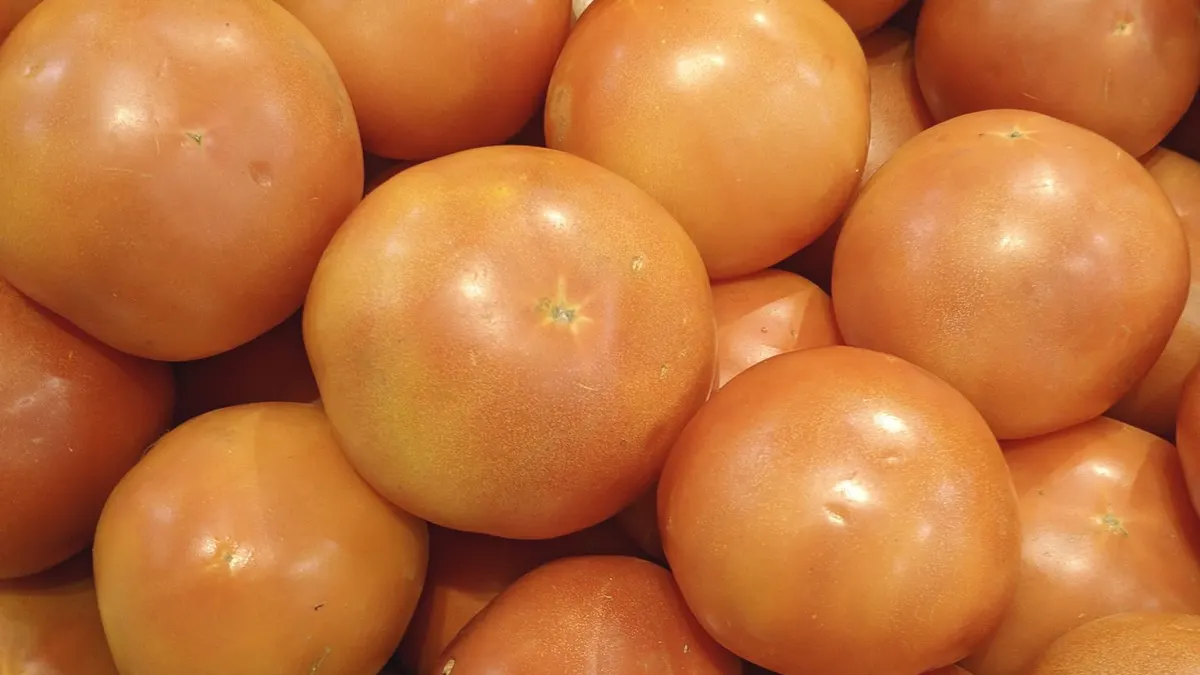 Tomate pour bébé : introduction dès 4-6 mois