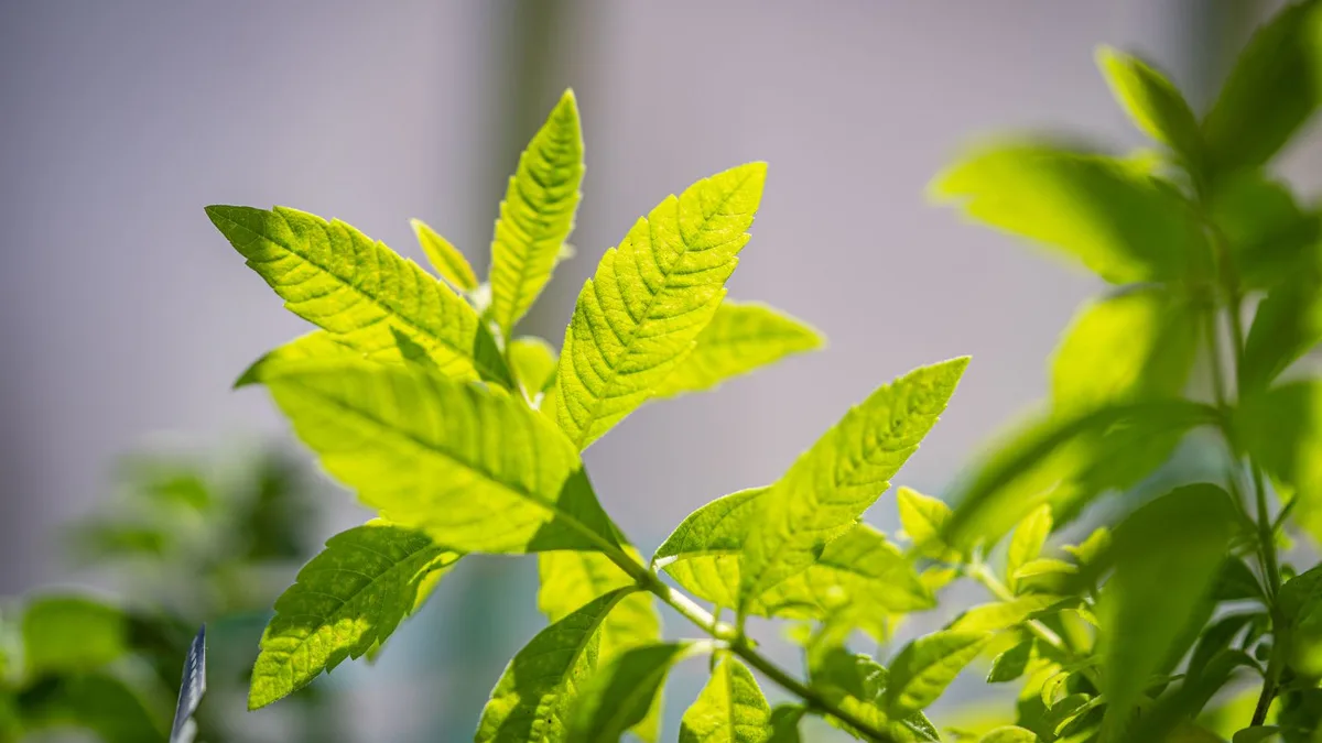 Verveine : oui, à condition pendant la grossesse