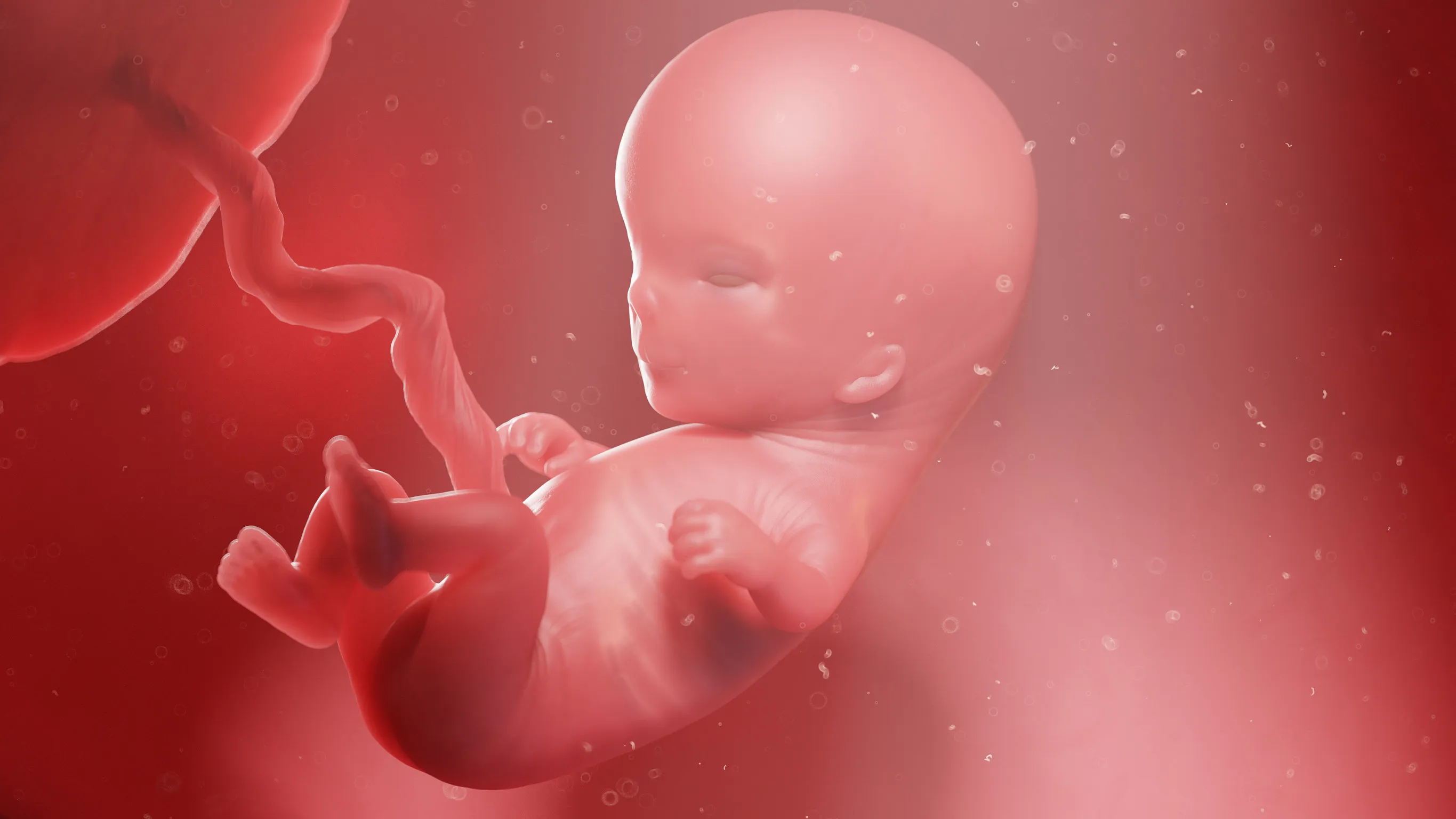 Développement du bébé semaine 11