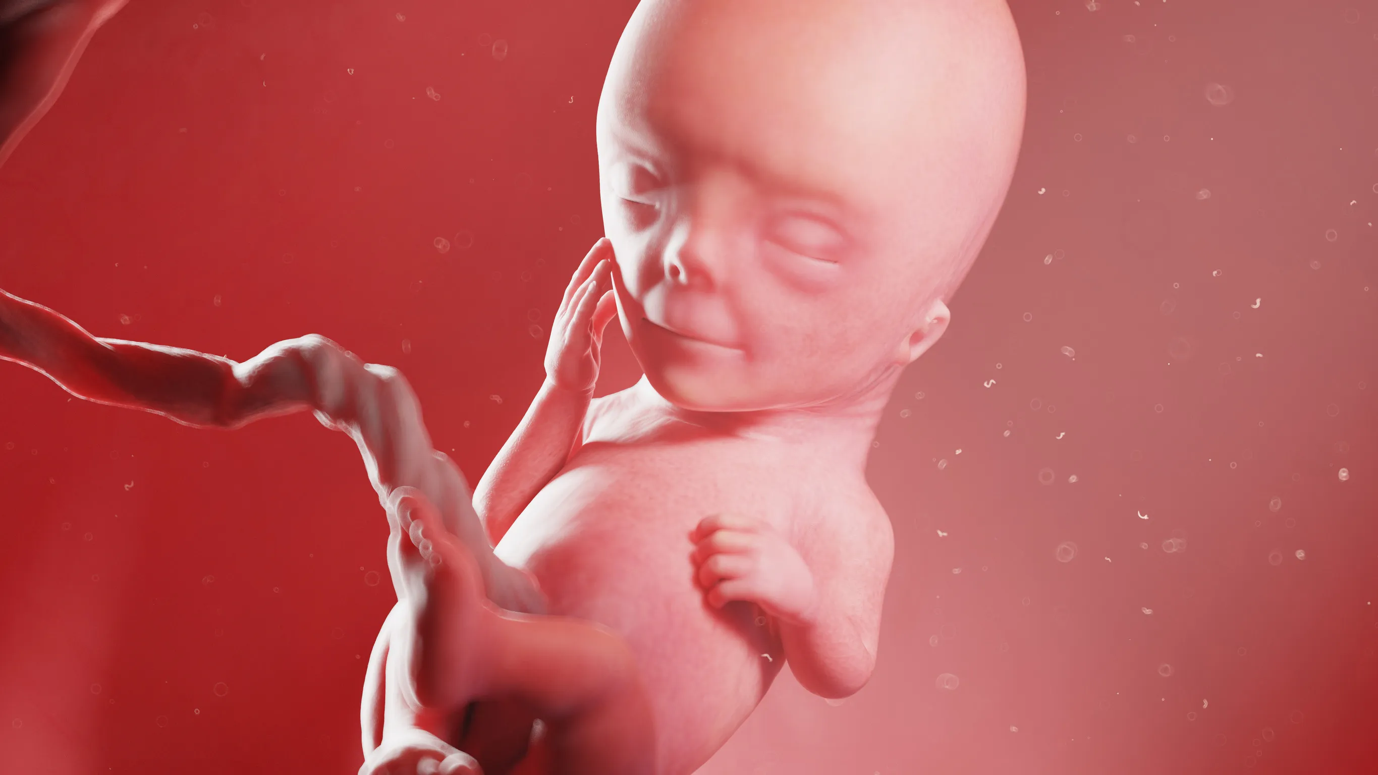 Développement du bébé semaine 12