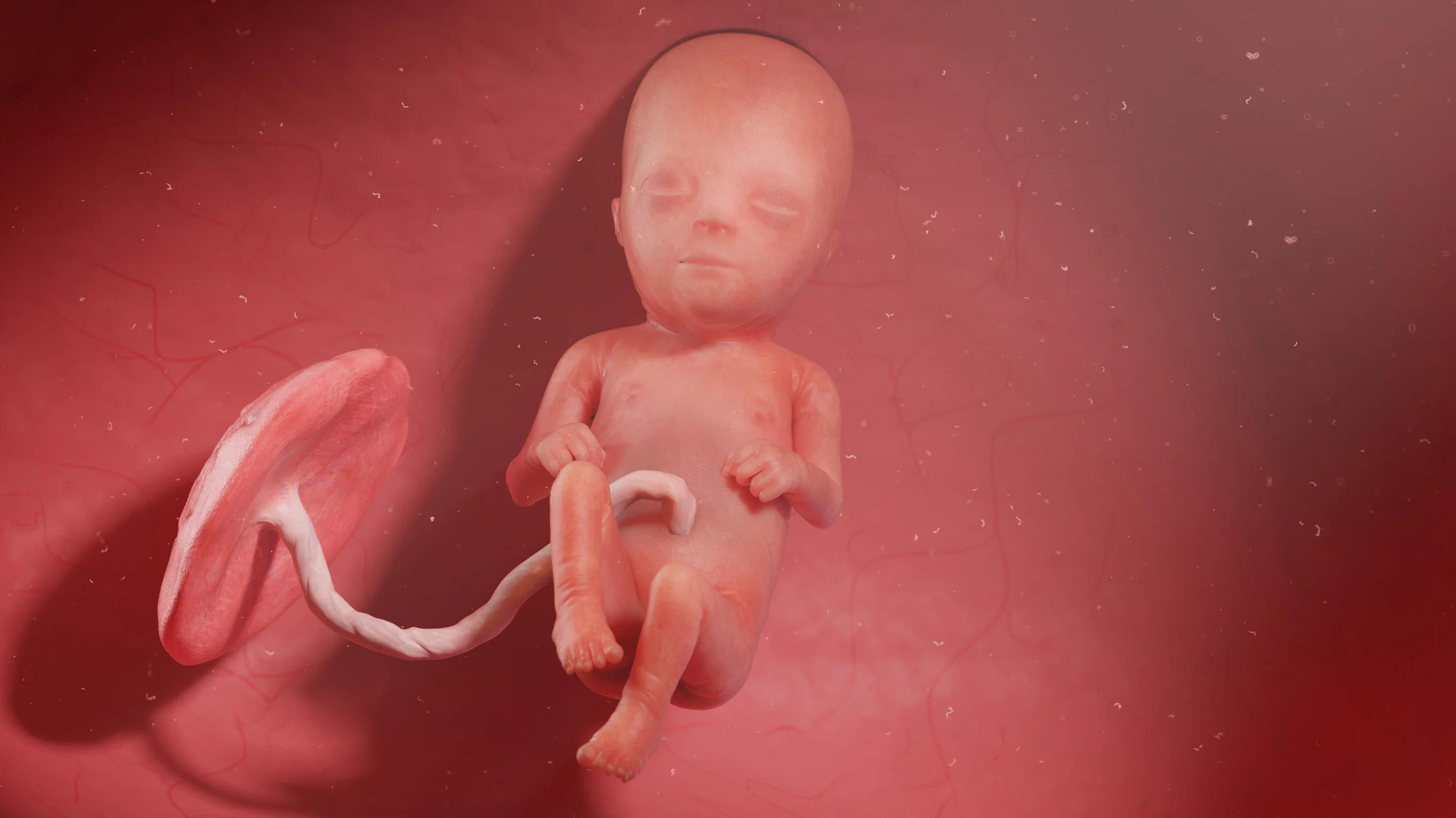 Développement du bébé semaine 16