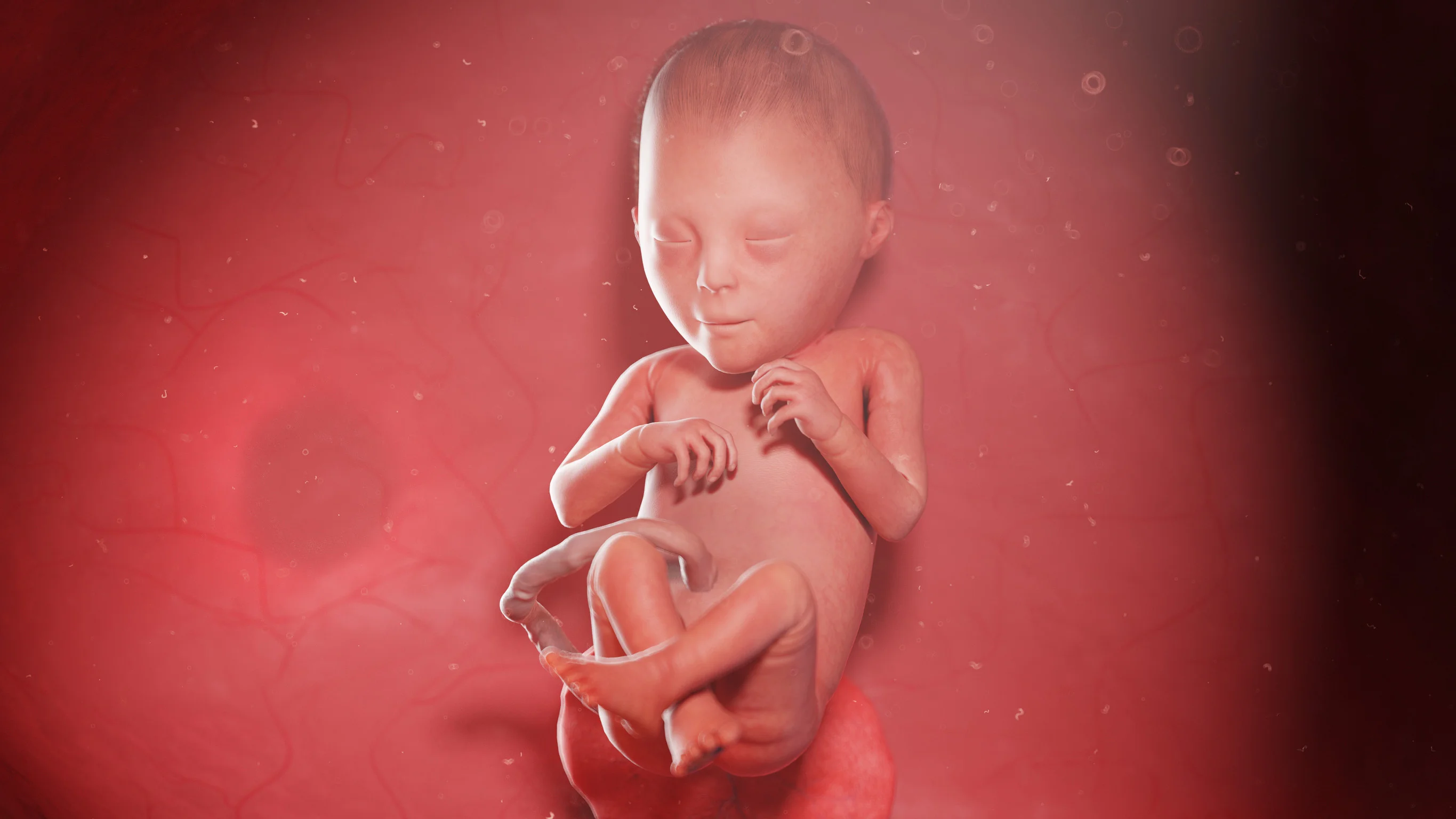 Développement du bébé semaine 23