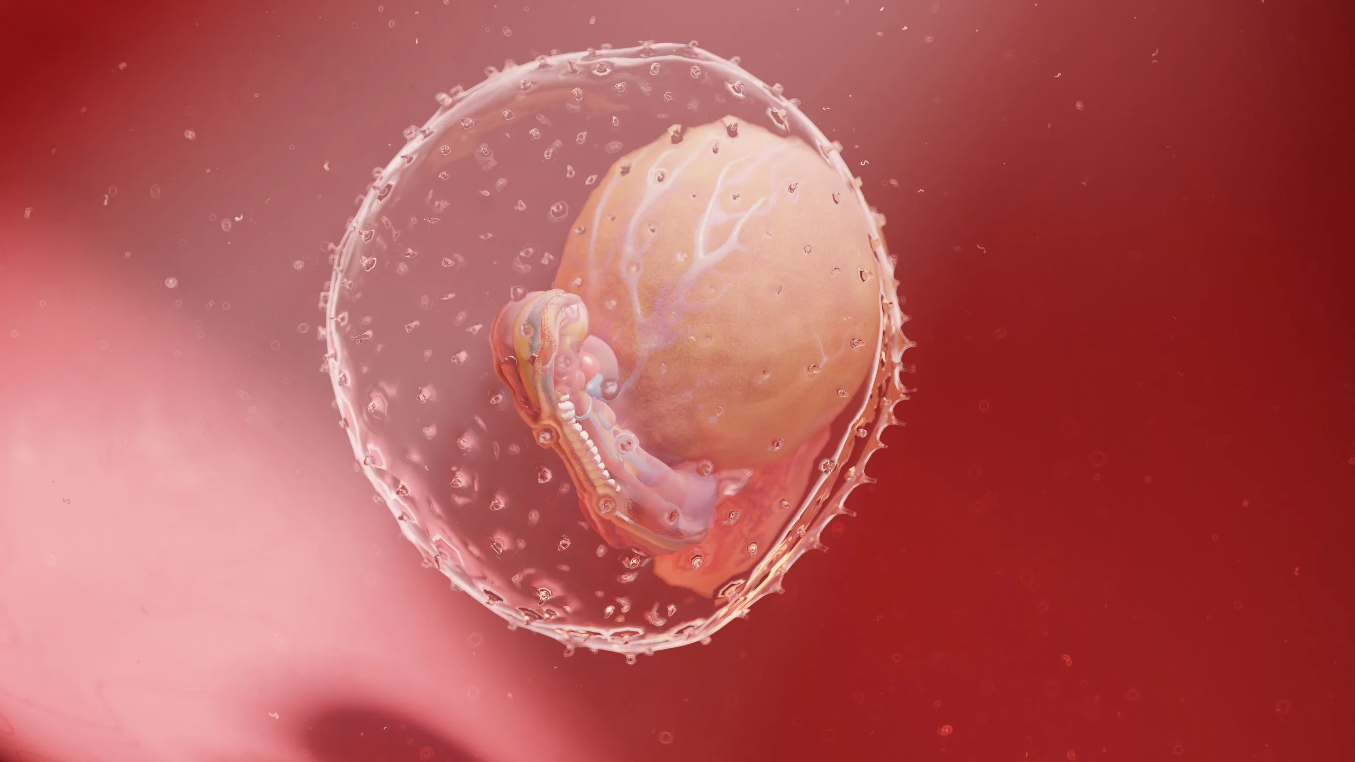 Développement du bébé semaine 4