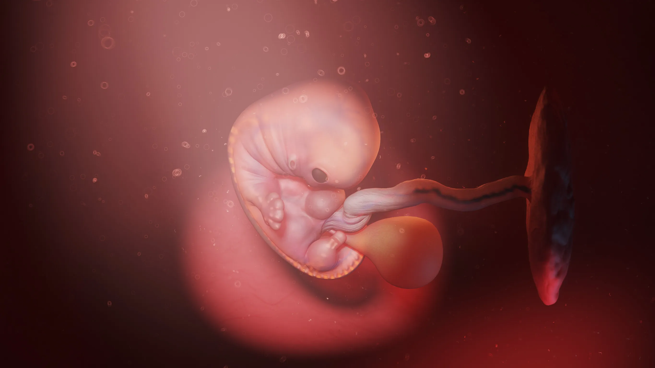 Développement du bébé semaine 7