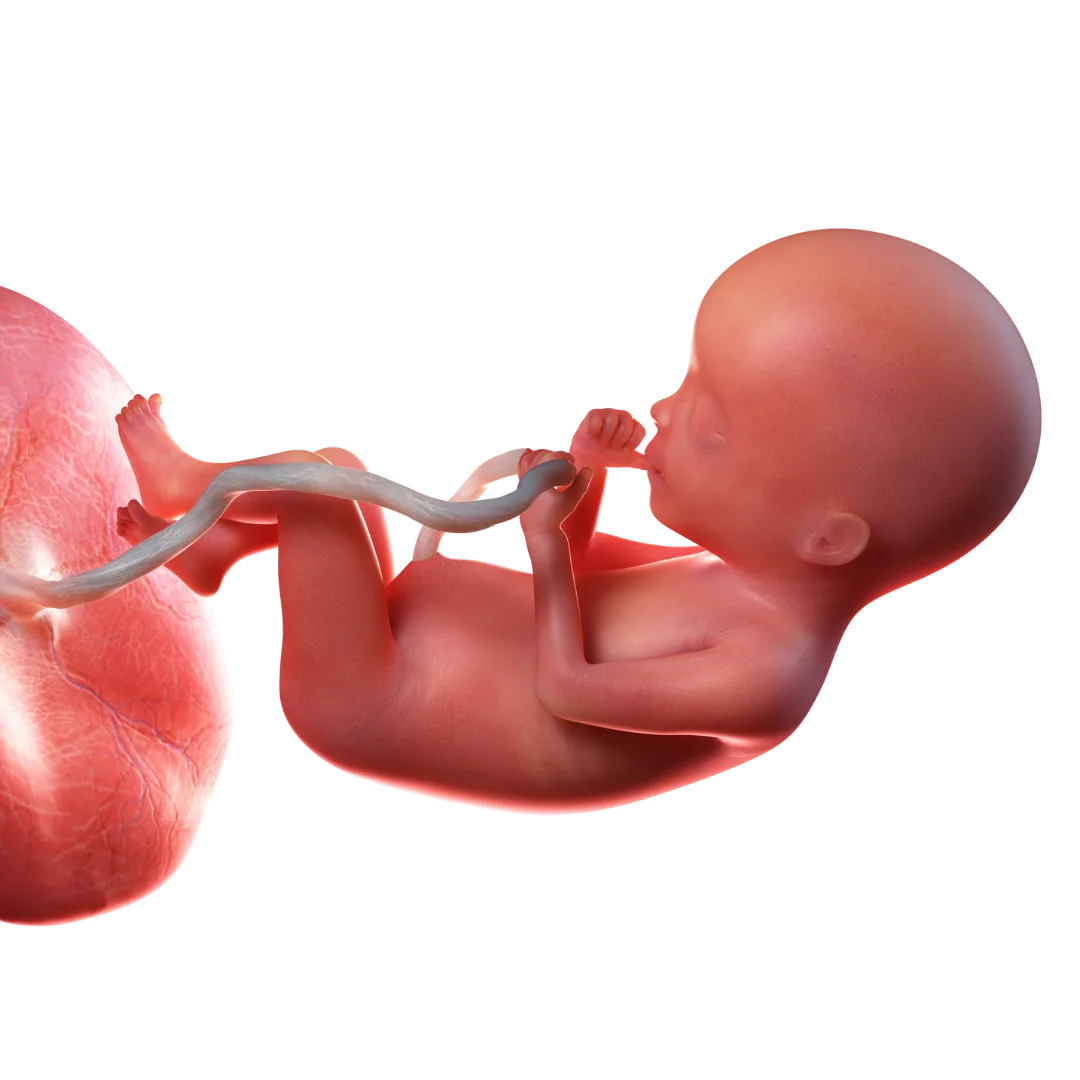 Visuel 3D d'un bébé à 20 SA, de la taille d'une banane